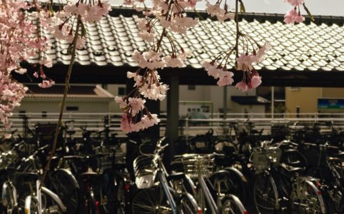 岩村田駅のさくら